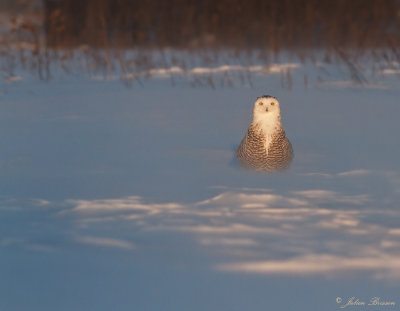 Harfang des neiges - Snowy Owl