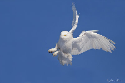 Harfang des neiges mle - Snowy Owl