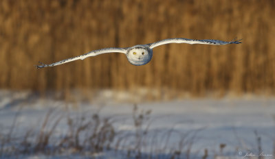 Harfang des neiges  - Snowy Owl