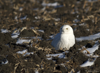 Harfang des neiges tardif - Snowy Owl