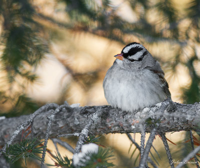Bruant couronne blanche - White-crowned Sparrow-Zonotrichia leucophrys
