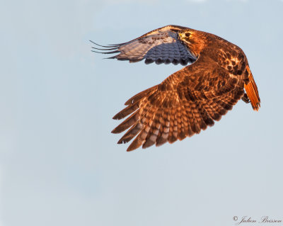 Buse  queue-rousse - Red-tailed hawk