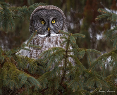Chouette Lapone - Great Gray Owl