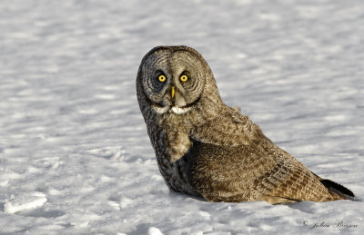 Chouette Lapone - Great Gray Owl