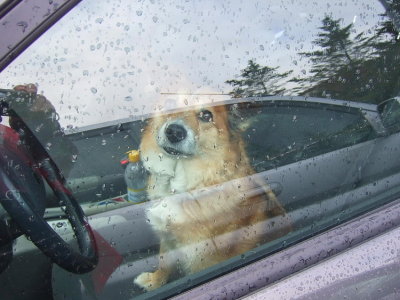Waiting in the rain