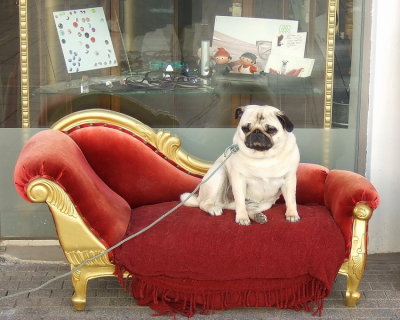 Royal dog ?