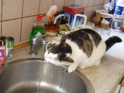 Thirsty cat