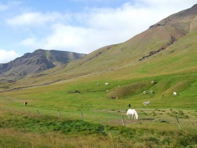 Icelandic horses
