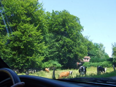 Cows at a farm
