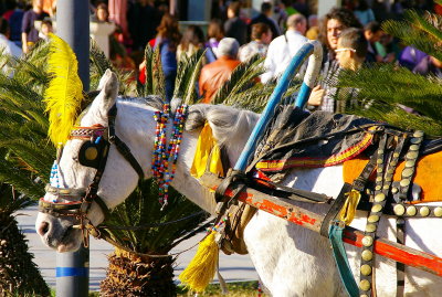 Decorated horse