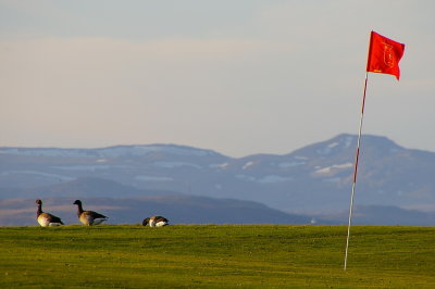 Brent geese