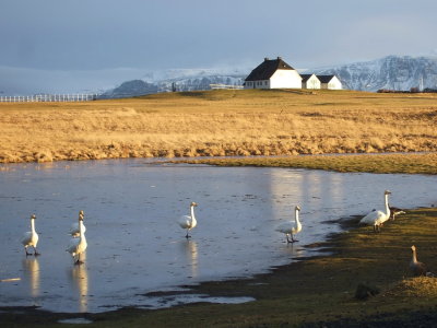 Frosen pond