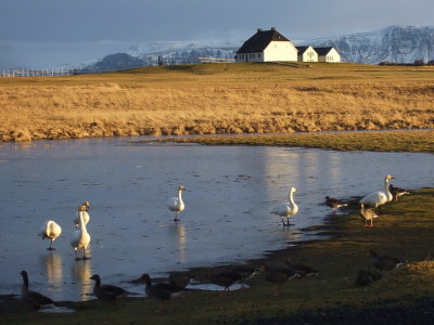 Swans and geese I