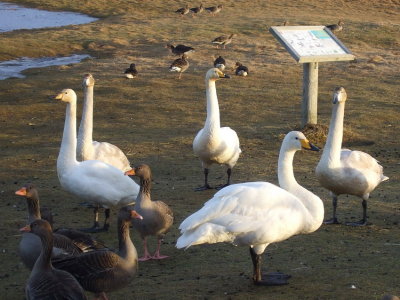 Swans and geese