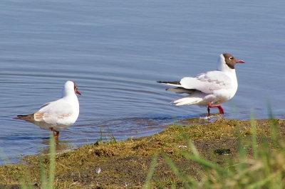 Black headed gulls