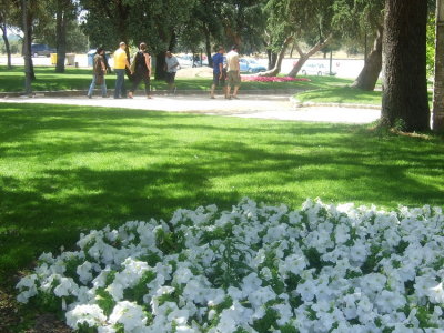 White flowers in a park