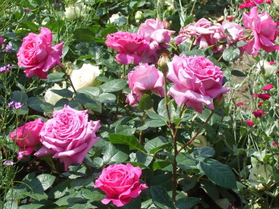 Pink roses in Paris