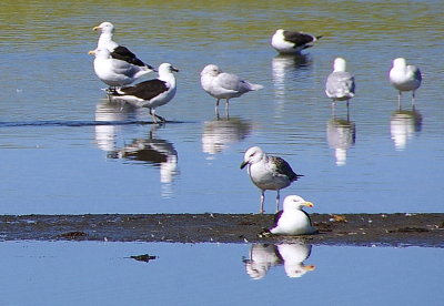 I like gulls