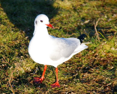 Black headed gull