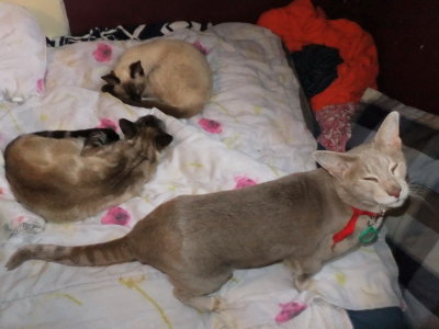 Three siamese cats