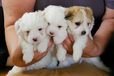 Three Coton de Tulears