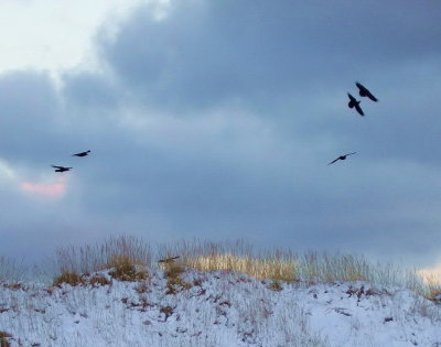 Ravens