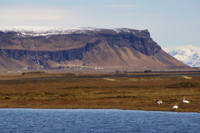 Swans in the wild