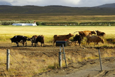 Icelandic cows