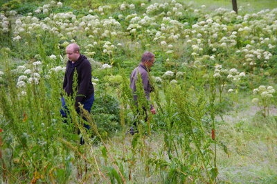 Garden Angelica