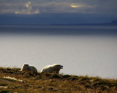 Icelandic sheep II