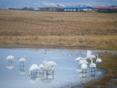 Frosen pond