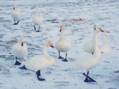 Group of swans I