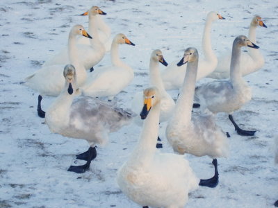 Group of swans II