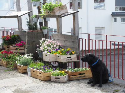 Waiting at the flower shop