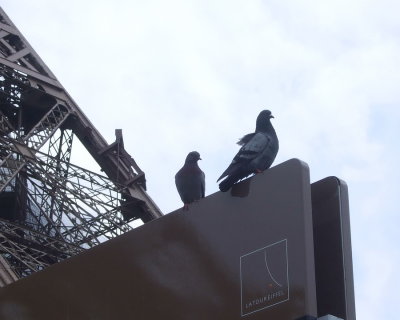 Pigeons of Paris