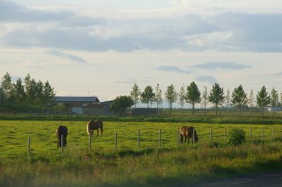 Horses by the road