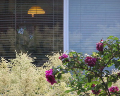 My neighbours garden