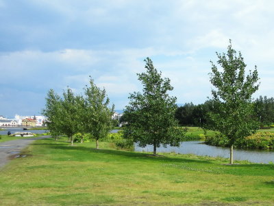 The pond