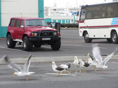 Hungry seagulls