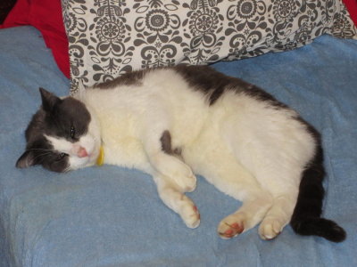 My cat Beikon