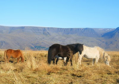 Icelandic horses