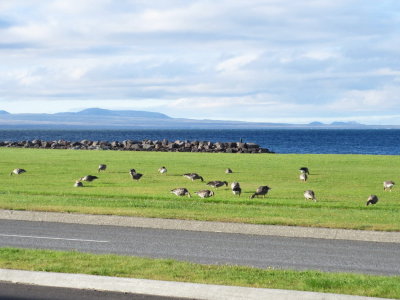 Geese by the sea