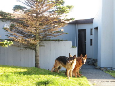 Guarding the house