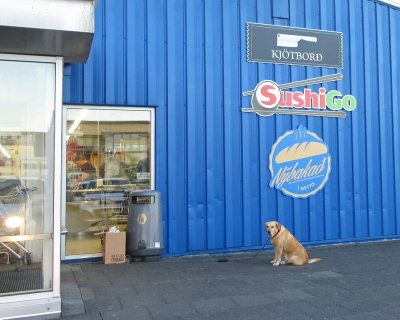 Dogs
