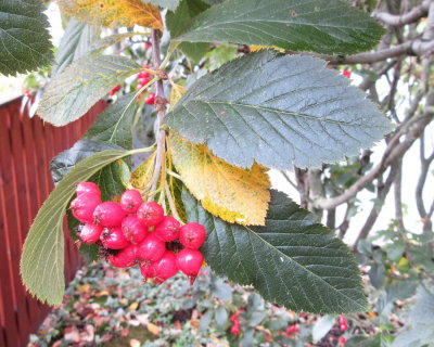 Sorbus hosti