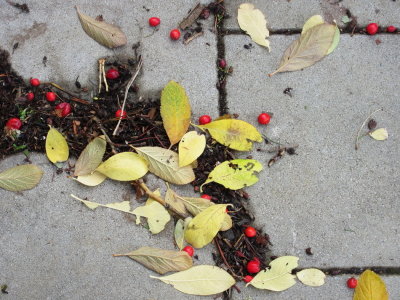 Colours of autumn