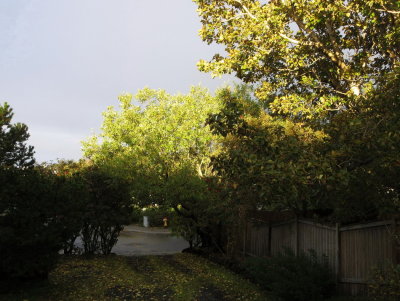 Early morning