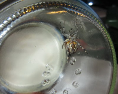 Spider in a jar