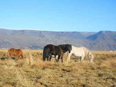 Horses in Grafarvogur