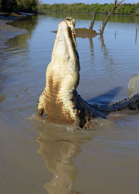 Big lizard in the Adelaide River